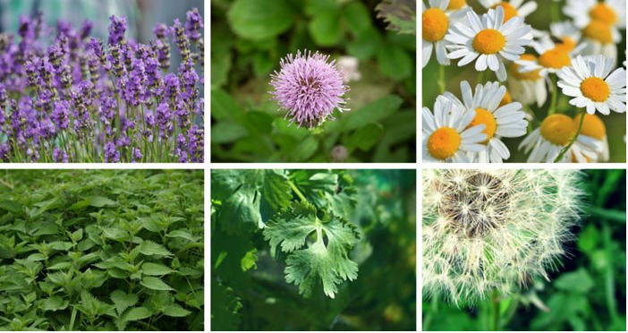 Plantas Medicinales De Guerrero 1a Parte Adn Cultura