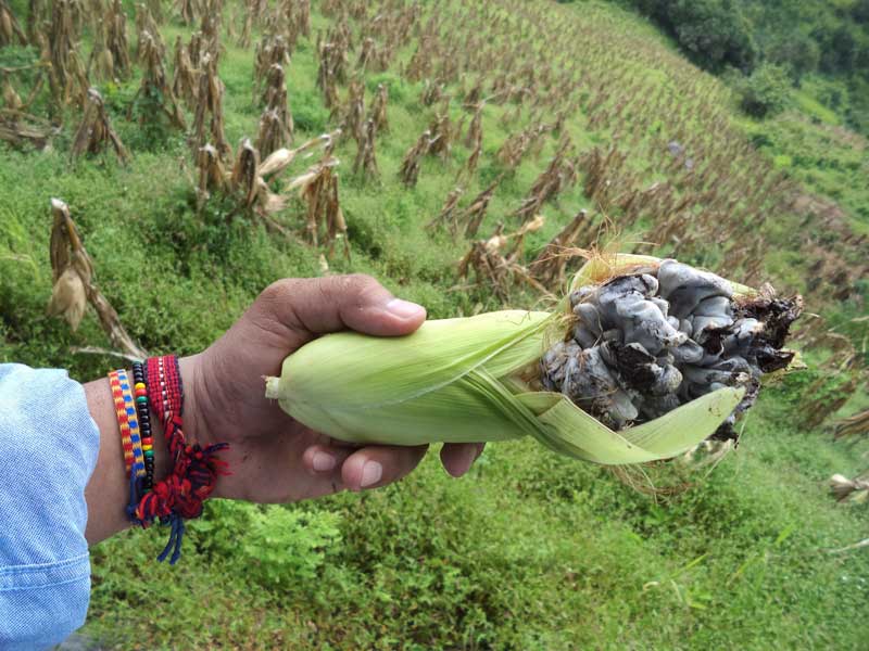 2.	Huitlacoche, alimento sagrado.  Costa Grande de Guerrero. Foto de Marcos Cortez