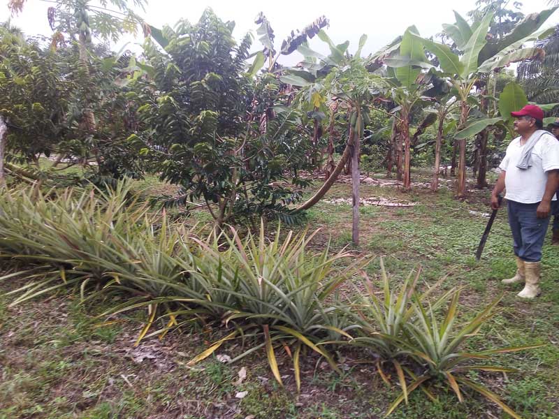 Huerta diversificada en Palenque, Chiapas. Noviembre de 2020. Foto. Marcos Cortez