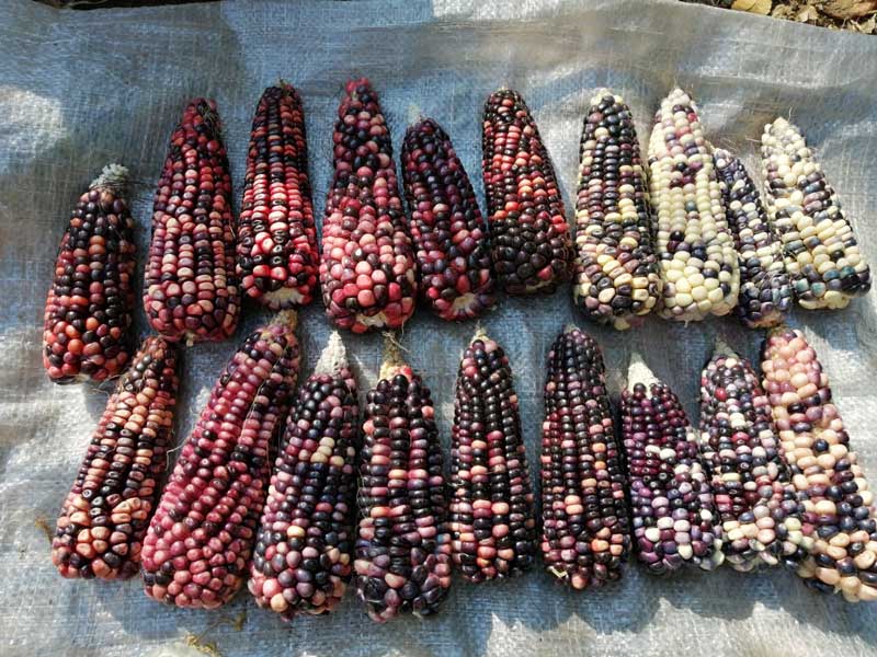 Resultados de la cruza de maíces nativos azul, rojo y cacahuazintle en la zona metropolitana de la Ciudad de México. Foto de Arnulfo Maldonado