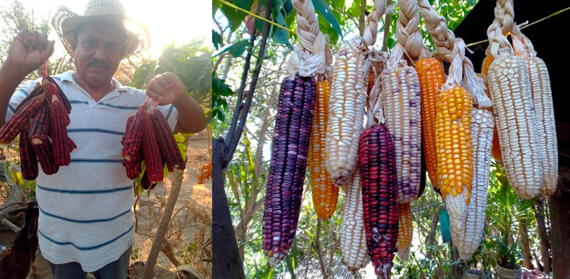 La conservación y la protección de las semillas nativas “en manos campesinas” es un principio fundamental del actual decreto. Fondo de semillas familiar de Alejandro Hernández Onofre. Las Lomitas, Coyuca de Benítez. Noviembre de 2020. ReFotos: Alexander Hernández Santos