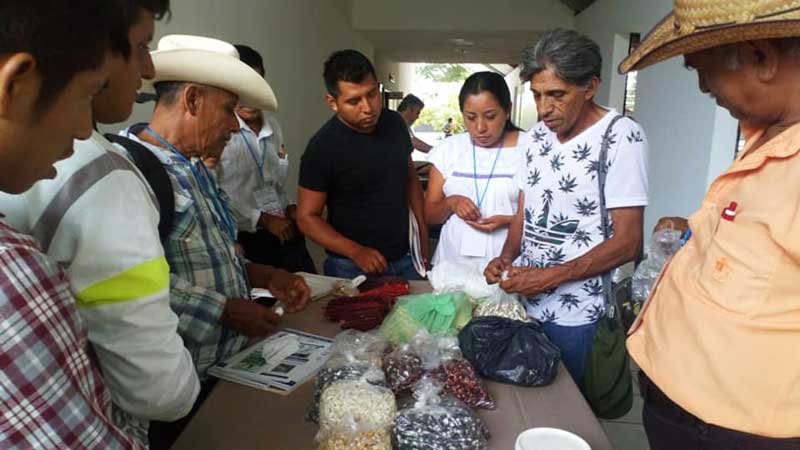 Circulación de semillas nativas en San Lorenzo Papantla, Veracruz. Foto del Colectivo de las Tórtolas Cocotitlán