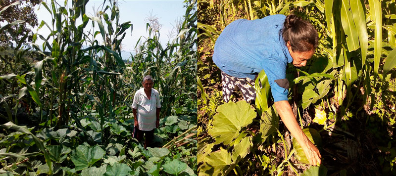 Diversificación, asociación y rotación de cultivos; practicas milenarias que realizan campesinas y campesinos de comunidades de Coyuca de Benítez. Septiembre de 2019.