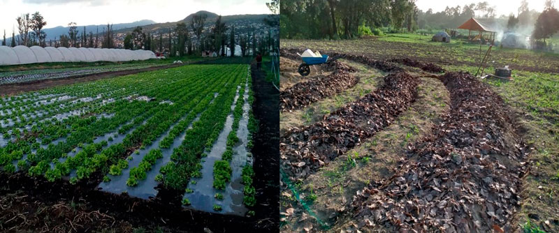 Acolchados térmicos de plásticos y acolchados naturales con hojarasca o residuos de cosecha disponible. Tláhuac, Ciudad de México y Atlautla, Estado de