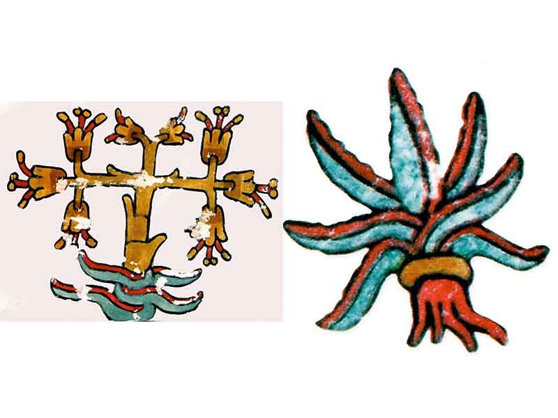 Maguey | Codices