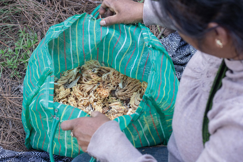 El conocimiento de las especies comestibles ha sido heredado durante generaciones.