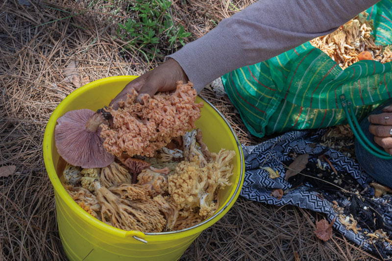 Los hongos constituyen una parte fundamental de la dieta para los pueblos indígenas.