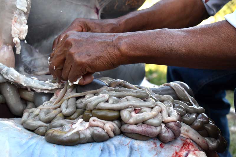 Eviscerado, limpieza de intestinos (tripas)