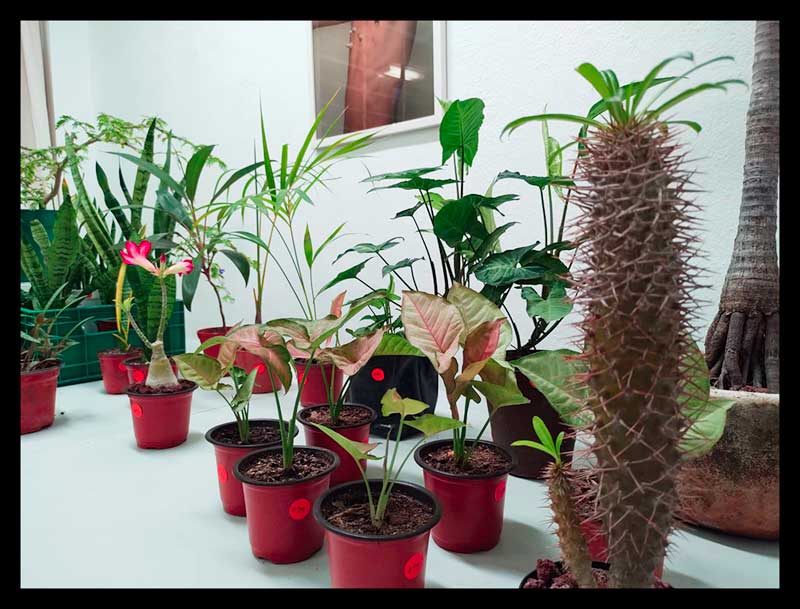 Plantas a la venta